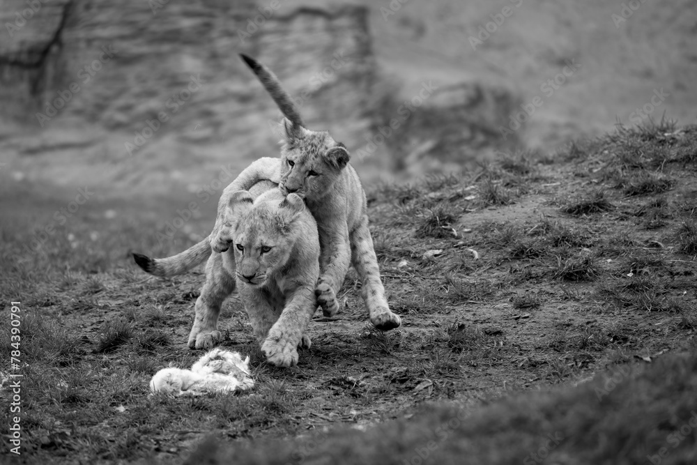Barbary lion, North Africa, Atlas. This species of lion is already