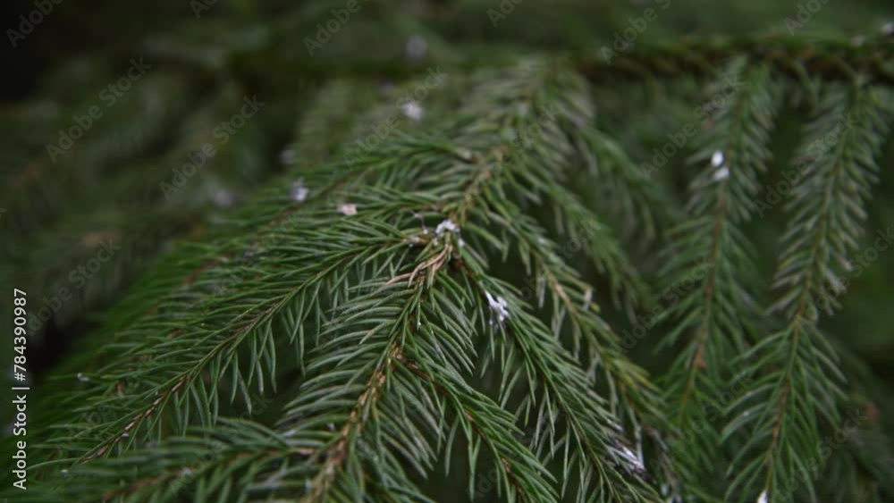 Close-up view of young green spruce tree branch in forest in a cloudy day. Beauty in nature. natural green background. Soft focus. Real time handheld video. Forest farming theme. Close-up view of young green spruce tree branch in forest in a cloudy day. Beauty in nature. natural green background. Soft focus. Real time handheld video. Forest farming theme.