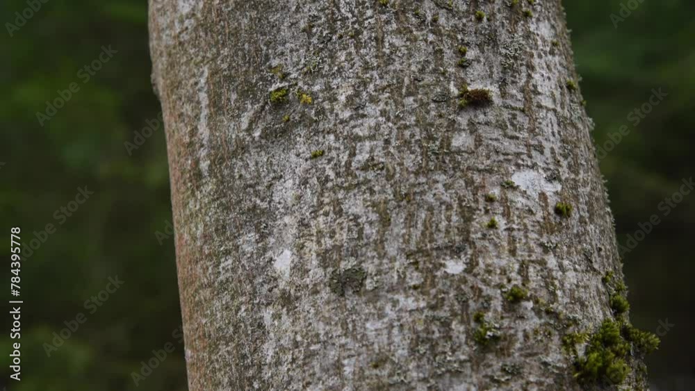 Close-up view of rough textured dark grey bark with moss and lichen spots on old alder tree trunk in deep dark forest. Soft focus. Real time handheld video. Fairy tale. Spooky natural background theme Close-up view of rough textured dark grey bark with moss and lichen spots on old alder tree trunk in deep dark forest. Soft focus. Real time handheld video. Fairy tale. Spooky natural background theme