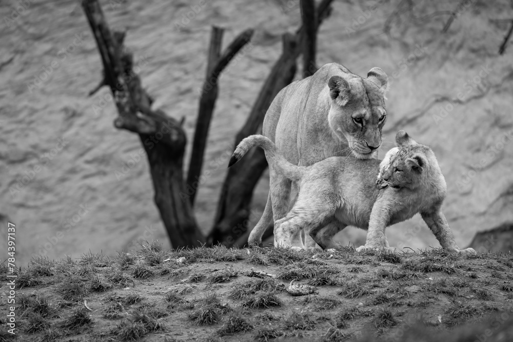 Barbary lion, North Africa, Atlas. This species of lion is already