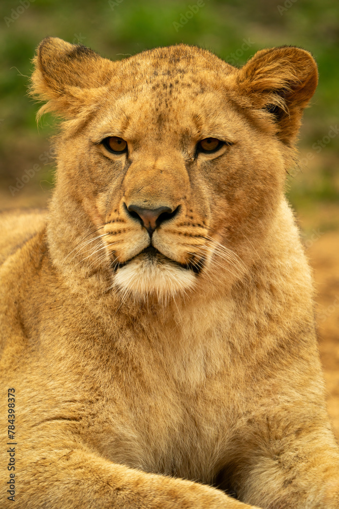 Barbary lion, North Africa, Atlas. This species of lion is already extinct in the wild. Barbary lion big cat the largest subspecies of lion. female Barbary lion, North Africa, Atlas. This species of lion is already extinct in the wild. Barbary lion big cat the largest subspecies of lion. female