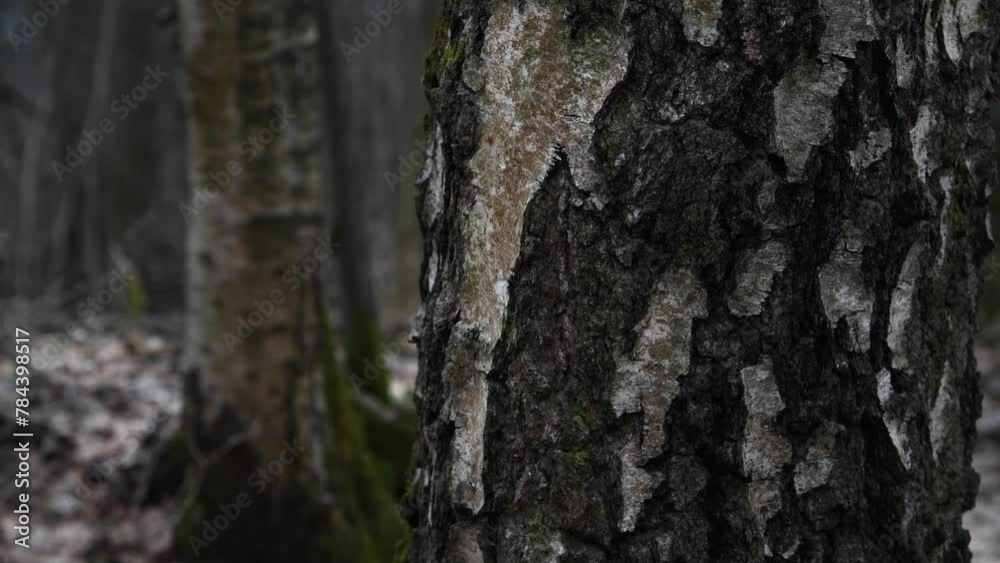 Close-up view of rough textured dark grey striped bark on old aspen tree trunk in deep dark forest. Soft focus. Real time handheld video. Fairy tale. Spooky natural background theme. Close-up view of rough textured dark grey striped bark on old aspen tree trunk in deep dark forest. Soft focus. Real time handheld video. Fairy tale. Spooky natural background theme.