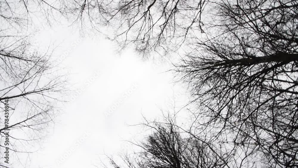 Low angle spinning view of black bare trees in forest forming frame against overcast gray winter sky. Real time handheld video. Natural background. Beauty in nature theme. Low angle spinning view of black bare trees in forest forming frame against overcast gray winter sky. Real time handheld video. Natural background. Beauty in nature theme.