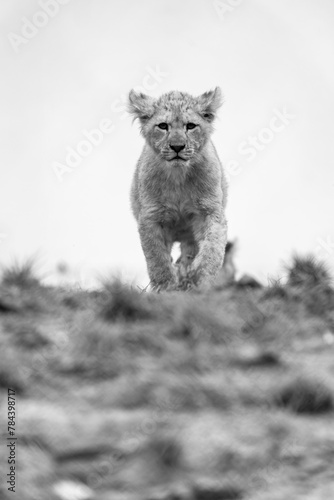 Barbary lion  North Africa  Atlas. This species of lion is already extinct in the wild. Barbary lion big cat the largest subspecies of lion. Barbary lion cubs.