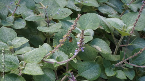 Fairhill nursery flowers on a Sunday afternoon