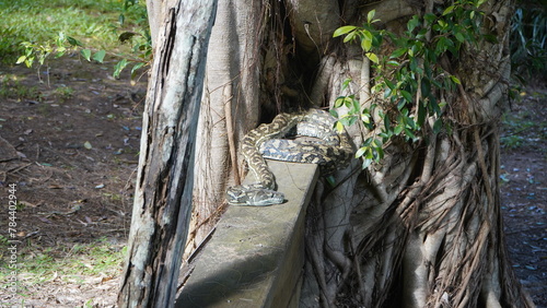 Snake relaxing in the Sunday afternoon sun