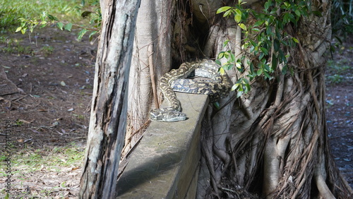 Snake relaxing in the Sunday afternoon sun