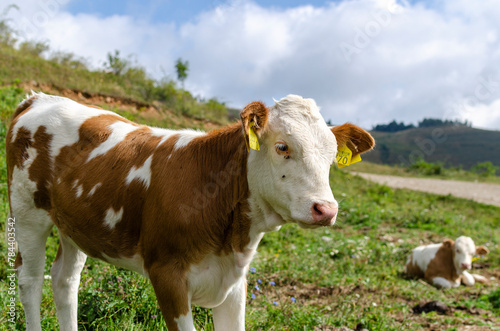 cows, free range calves raised in a mountain village in Romania