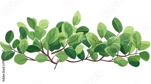 FicusFicus microcarpaGreen leaves for the background