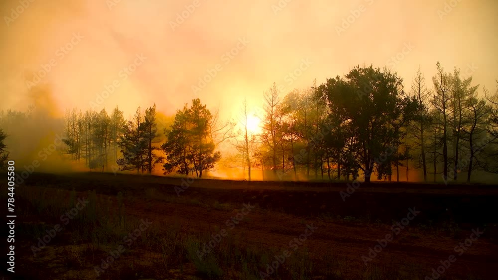 Raging summer forest fires. Dry grass and pine forest are burning. An environmental disaster. Fire and smoke destroy all living things. A lot of smoke Raging summer forest fires. Dry grass and pine forest are burning. An environmental disaster. Fire and smoke destroy all living things. A lot of smoke