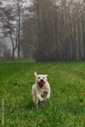 Young labrador retriever running with a ball in the jaw towards in the camera while it is raining, copyspace above