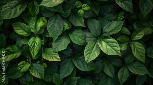 Green leaves background for environment design