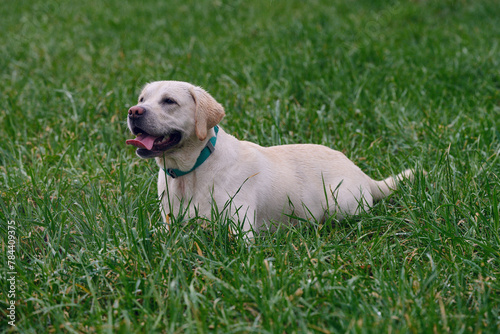 Young blond labrador retriever lies in the damp grass, with copyspace