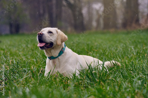 Young blond labrador retriever lies in the damp grass while it is raining, with copyspace above