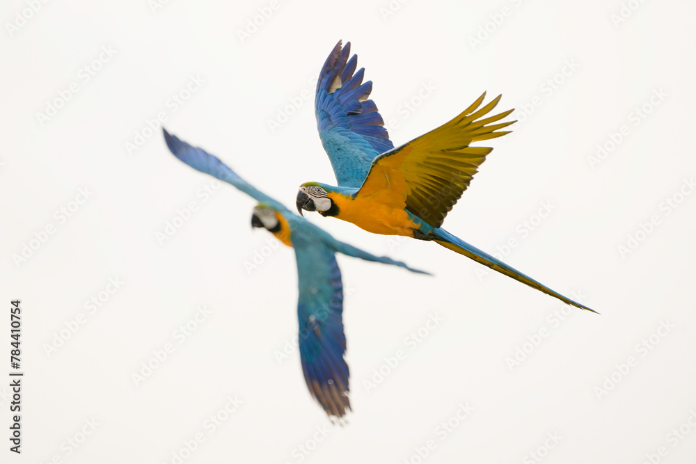 blue and yellow macaw free flying on the sky
