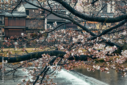 Fototapeta Naklejka Na Ścianę i Meble -  Pink Sakura, cherry blossoms in front of the Kyoto Kamo Riverside. Japanese architecture on a rainy day in spring