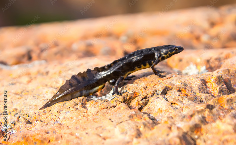 crested newt (Triturus cristatus). The amphibian moves to another pond for breeding in a heap of granite boulders after wintering. Baltic Sea, Gulf of Finland, Sommers Island crested newt (Triturus cristatus). The amphibian moves to another pond for breeding in a heap of granite boulders after wintering. Baltic Sea, Gulf of Finland, Sommers Island