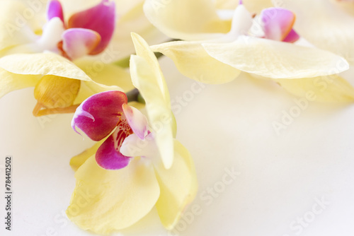 Yellow orchid branch with flowers on white background. Floral background  close up  copy space