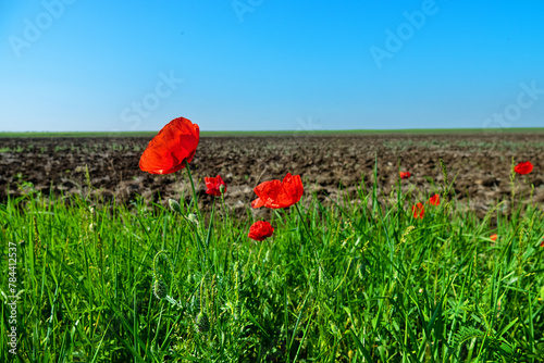 Ruderal vegetation. Poppies are like field weed (agrestal) in agricultural fields. Redweed (Papaver rhoeas) on edge of field, spring tillage