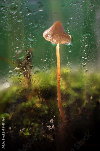Mushroom behind Glass
