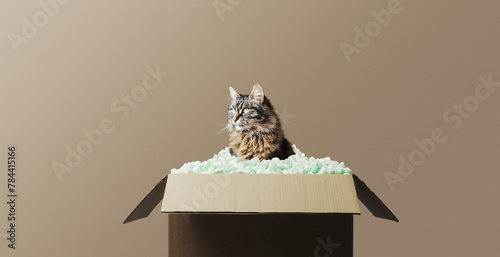 Cute cat sitting inside a delivery box