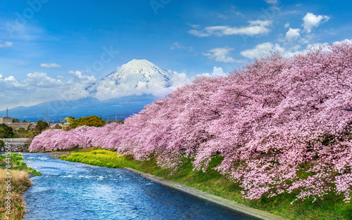 Fuji mountains and cherry blossoms in spring, Japan. photo