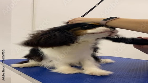 A pet groomer drying a Cavalier King Charles Spaniels fur with a blow dryer after a bath. The dog sits on a table, held by the groomer, using a high-velocity dryer for efficient drying. photo