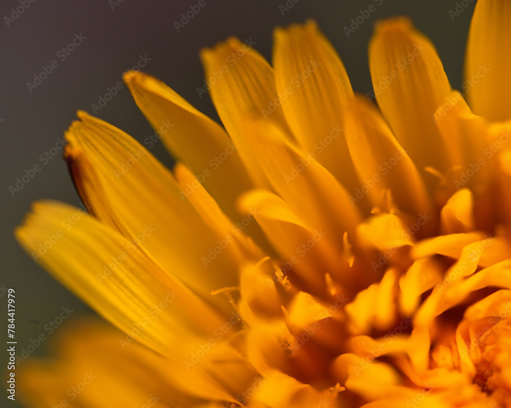 Dandelion yellow flower nature macro photo Dandelion yellow flower nature macro photo