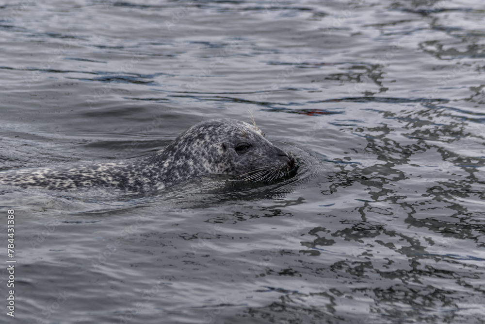 Fototapeta premium Seal Swimming Peacefully in a Calm Water Surface