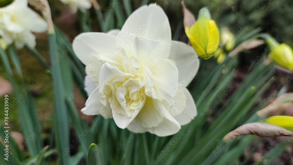 Fragrant daffodils in the garden Fragrant daffodils in the garden