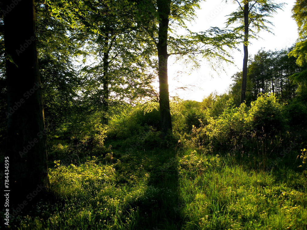 Obraz premium Tree casts long shadow in the forest at springtime