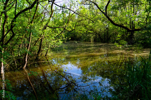 Punta Alberete nature reserve (Ravenna)