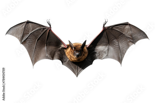 Eerie Bat Suspended in White Silence. On White or PNG Transparent Background.
