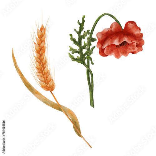 Watercolor wheat and field poppies. Elements isolated on a white background. A ripe ear of wheat. photo
