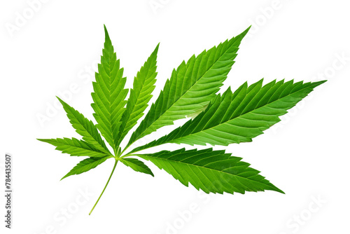 Dance of Nature: Close-Up of a Vibrant Green Leaf on a Pure White Background. On White or PNG Transparent Background.