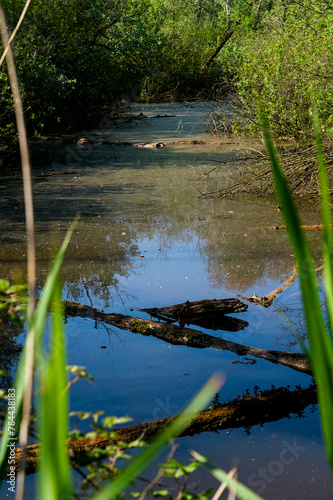 Punta Alberete nature reserve (Ravenna) photo