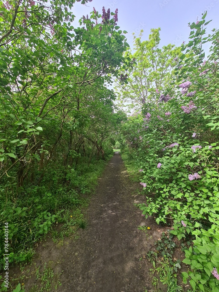 wunderschöner Naturpfad mit Fliederbüschen in Berlin, Treptow - Köpenick, Deutschland