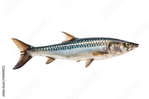 Majestic Fish Gliding Through Blue Depths. On White or PNG Transparent Background.
