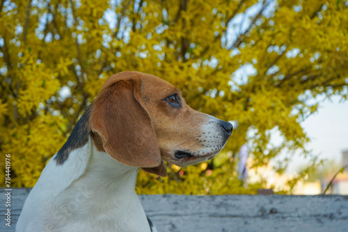 Beagle dog portrait with a yellow bush on the background © Evgenia