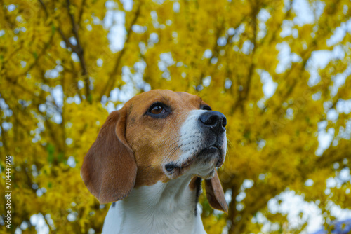 Beagle dog portrait with a yellow bush on the background