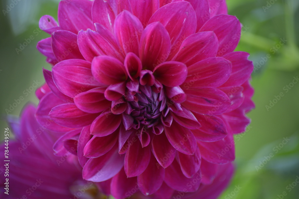 Blühende Blume Blühende Blume