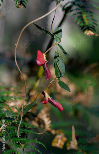 Red flowers of the Australian native climbing Dusky Coral Pea, Kennedia rubicunda, family Fabaceae, growing in Sydney woodland, NSW. Endemic to eastern Australia. 