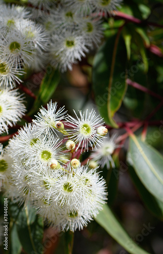 Closeup of white blossoms of the Australian native Red Bloodwood, Corymbia gummifera, family Myrtaceae, in Sydney woodland, NSW.  Previously known as Eucalyptus gummifera. Endemic to east coast 