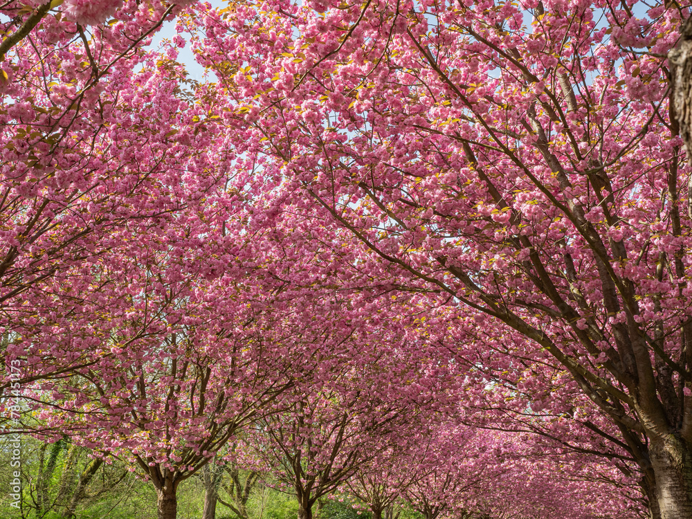 Kirschblüten Allee in Dortmund, Nordrhein-Westfalen, Deutschland Kirschblüten Allee in Dortmund, Nordrhein-Westfalen, Deutschland