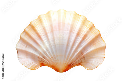 Enigmatic Seashell on a Blank Canvas. On White or PNG Transparent Background.