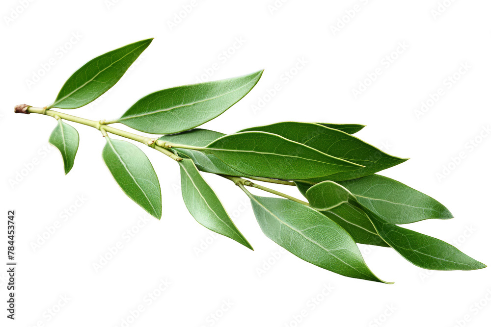 Serene Sprig: Delicate Green Leaves on a White Canvas. On White or PNG Transparent Background.