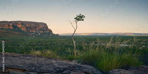 Lone tree in Northern Territory, Litchfield National Park