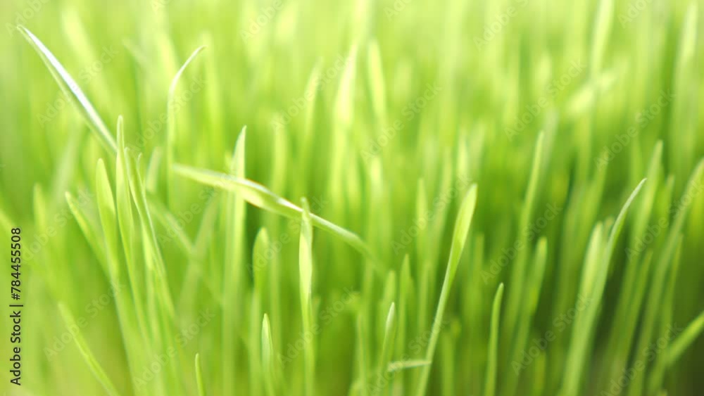 Lush green grass. Spring morning in nature, sun breaks through the stalks of grass. 4K Lush green grass. Spring morning in nature, sun breaks through the stalks of grass. 4K
