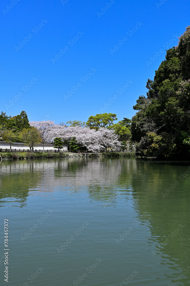 姫路城　内堀の桜