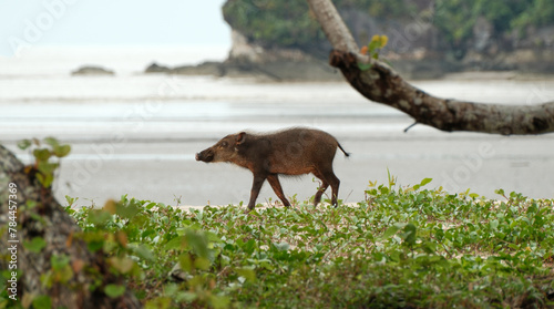 Wild boar piglet near the beach in Bako National Park, Malaysia photo